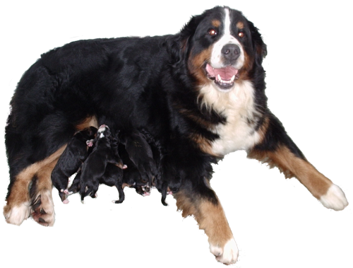 Pedigree bernese best sale mountain dog